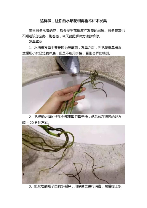 这样做，让你的水培花根再也不烂不发臭