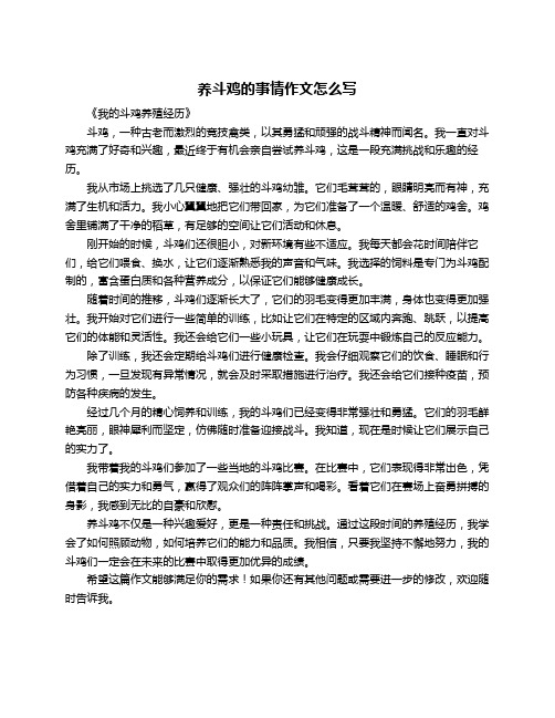 养斗鸡的事情作文怎么写