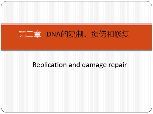 分子生物学  DNA的复制、损伤与修复