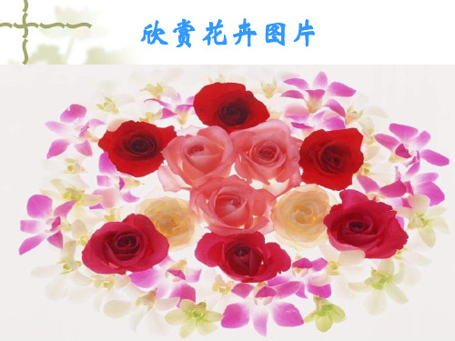 苏教版八年级下册语文:十三 花儿为什么这样红