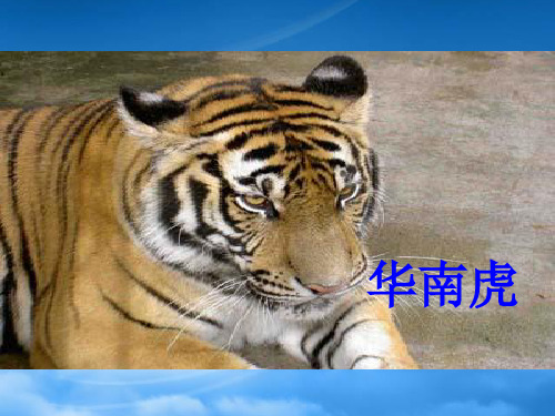 七级语文华南虎课件(通用)