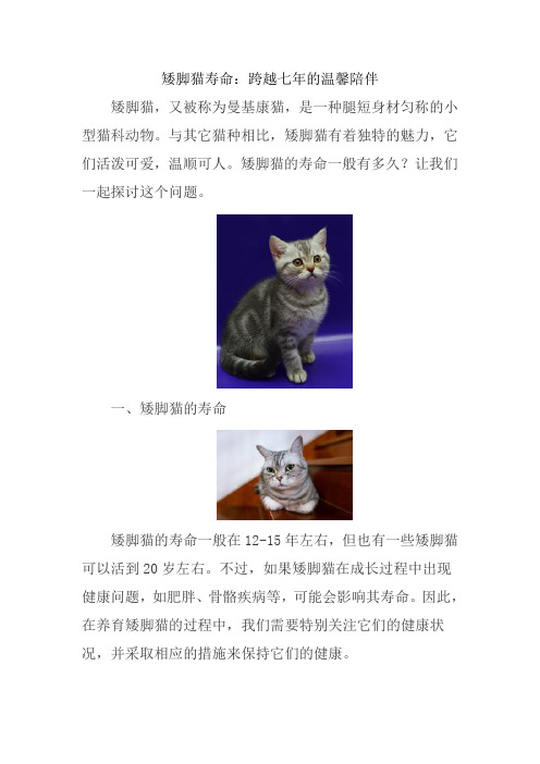 矮脚猫寿命：跨越七年的温馨陪伴