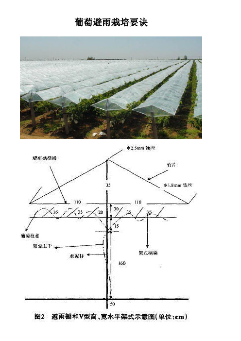 葡萄避雨栽培要诀