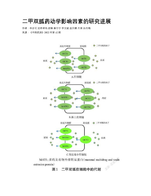 二甲双胍药动学影响因素的研究进展