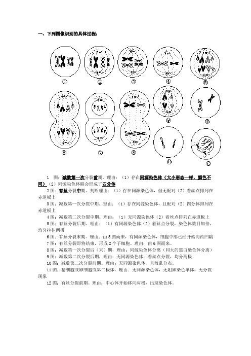 有丝减数分裂图像识别1