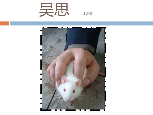 mouse3