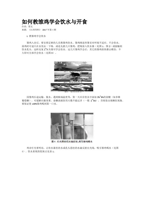 如何教雏鸡学会饮水与开食