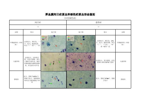 厚血膜间日疟原虫和恶性疟原虫形态鉴别