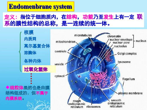 5细胞的内膜系统与囊泡转运