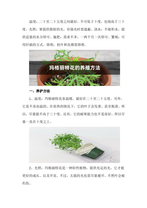 玛格丽特花的养殖方法和注意事项大全