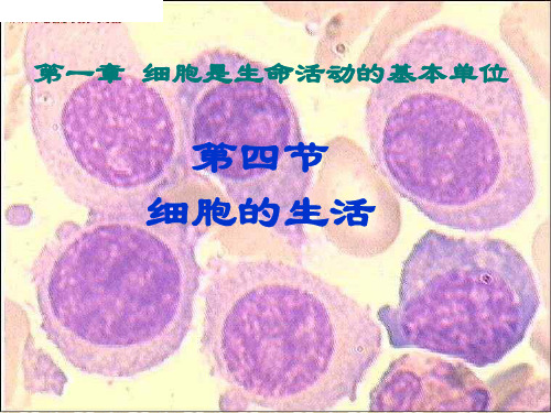 人教版七年级生物上册第四节--细胞的生活一等奖公开课ppt课件