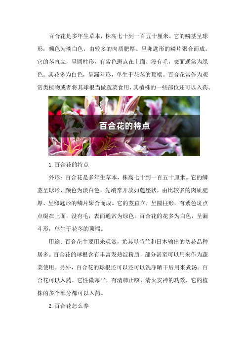 百合花的特点,百合花图片大全