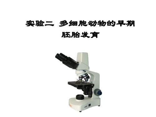 实验二 多细胞动物的早期胚胎发育