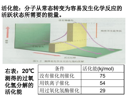 酶的性质