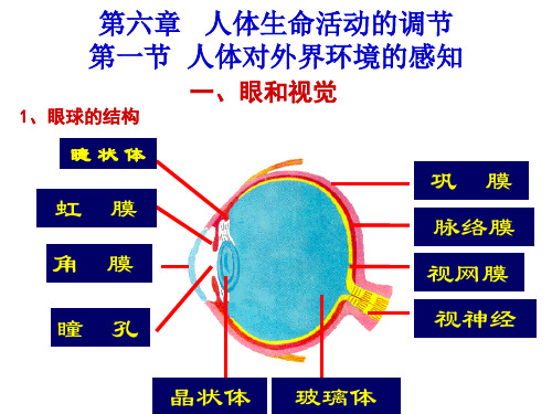 人体对外界环境的感知复习课件