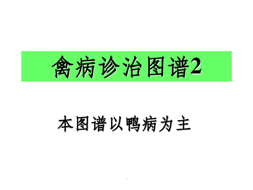 鸭病解剖图谱