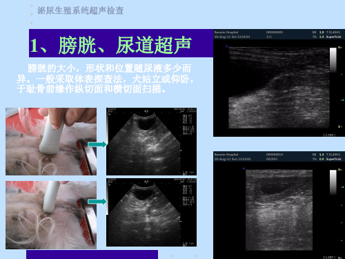 宠物泌尿生殖系统超声检查