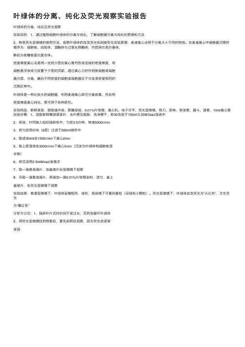 叶绿体的分离、纯化及荧光观察实验报告