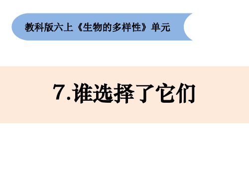 《谁选择了它们》教科版科学PPT课件1