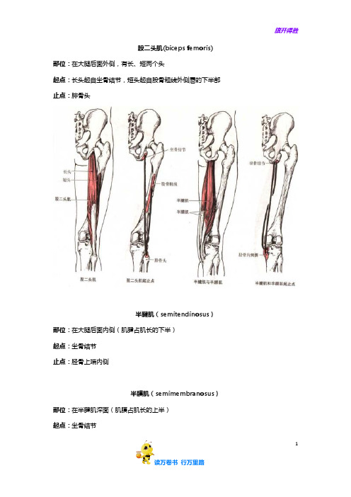 股二头肌——【抗阻训练 伸展训练 考试奥义】