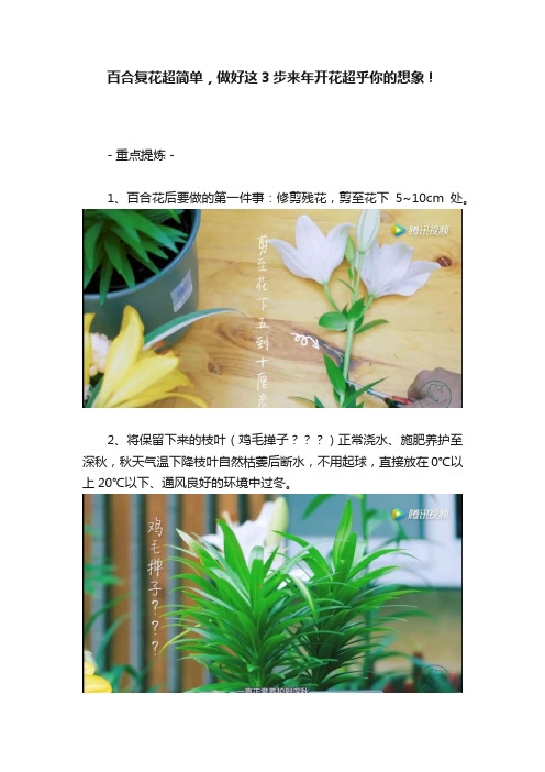 百合复花超简单，做好这3步来年开花超乎你的想象！