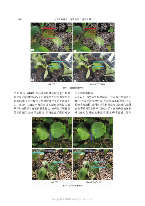 5株蕲艾内生细菌的促生因子及其对黄州萝卜的促生效果研究