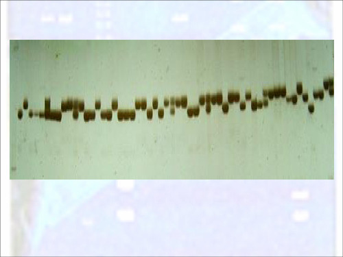 DNA电泳技术