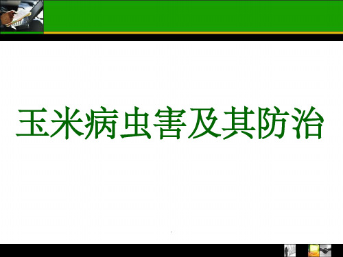 玉米常见病虫害及防治ppt课件