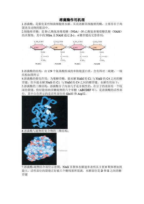 溶菌酶作用机理