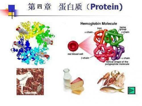 第四章  食品中的蛋白质