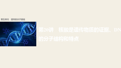 2018版浙江省高考生物课件:第5单元 第20讲 核酸是遗传物质的证据、DNA的分子结构和特点