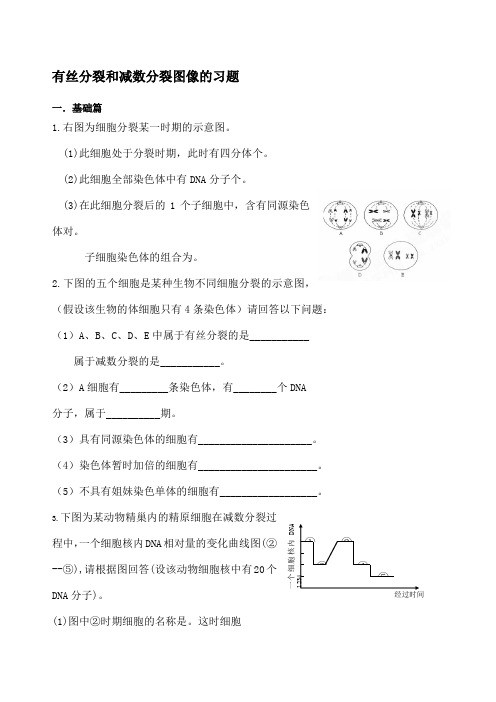 有丝分裂和减数分裂图像的习题