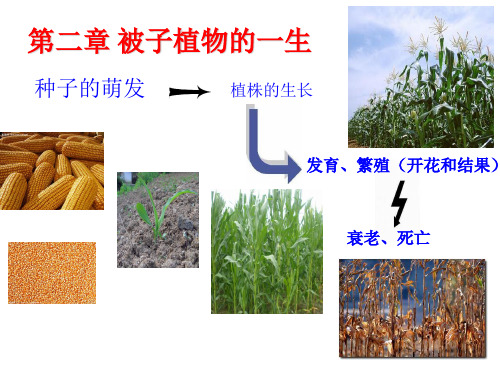 第一节  种子的萌发