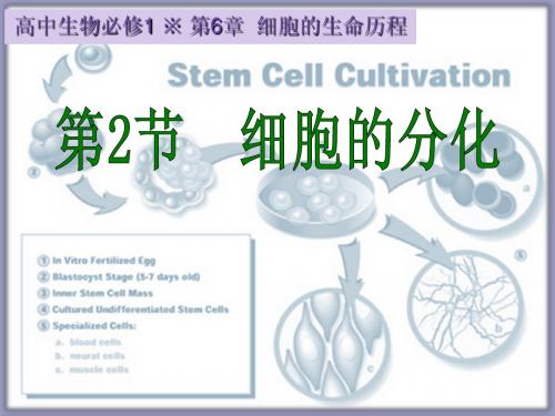 1-6.2生物必修1课堂教学课件—细胞分化