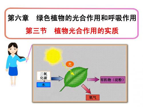 019-6.3 植物光合作用的实质(苏教版)