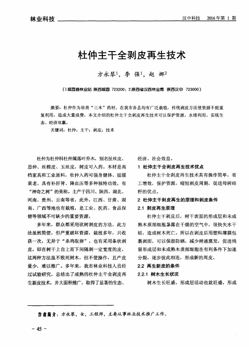 杜仲主干全剥皮再生技术