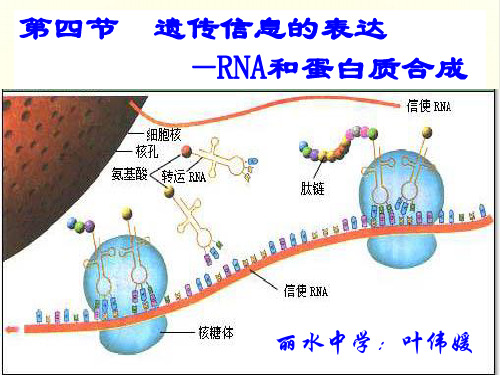 遗传信息的表达——RNA和蛋白质的合成ppt4 浙科版