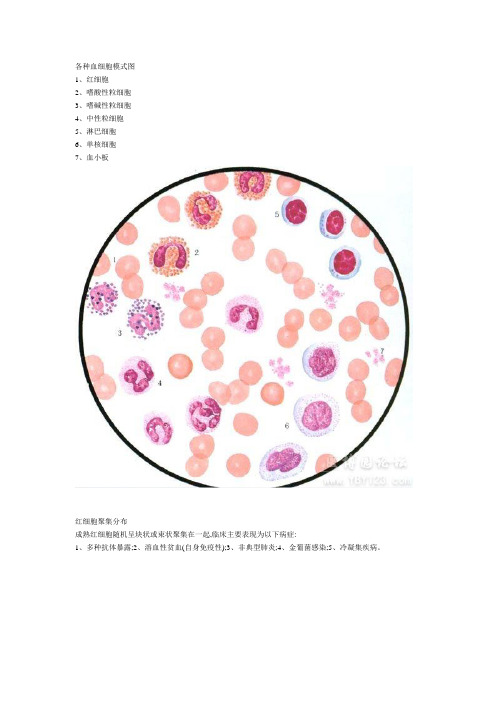 各种血细胞模式图24389