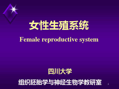 组胚--女性生殖系统  PPT课件