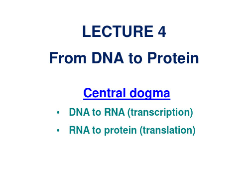 细胞生物学课件英文版-转录与翻译