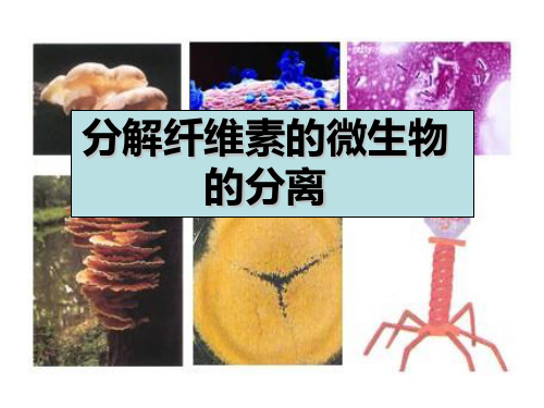 2.3 分解纤维素的微生物的分离