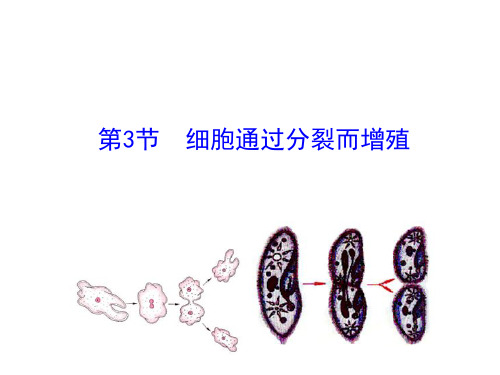 北师大版七年级生物上册课件:第3章 第3节 细胞通过分裂而增殖(共16张PPT)