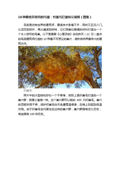 10种最怪异奇特的鸟巢：织巢鸟巨巢似公寓楼（图集）