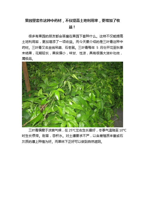 果园里套作这种中药材，不仅提高土地利用率，更增加了收益！