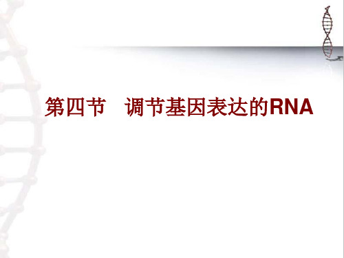 上海交通大学医学院分子生物学课程第二章 RNA-2