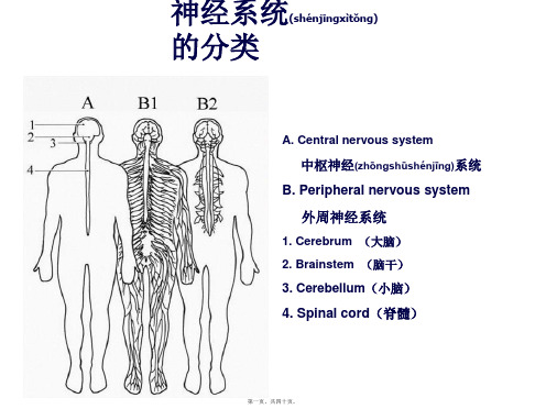 第5章传出神经系统药理概论