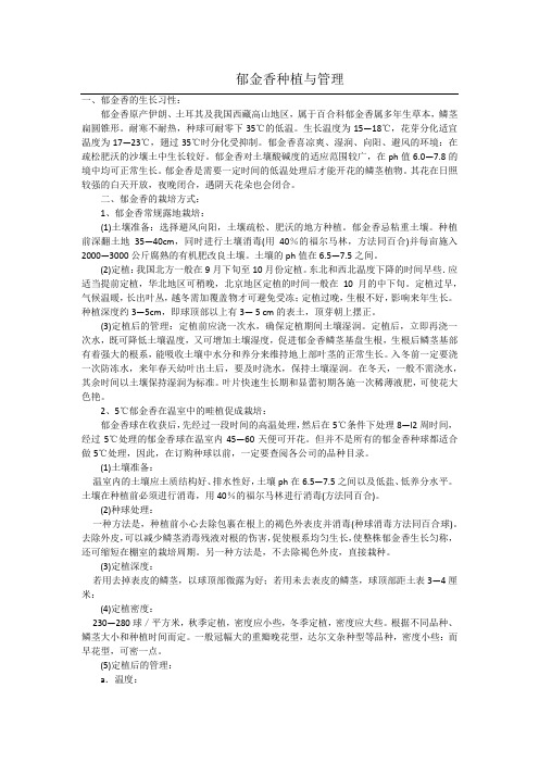 郁金香种植技术