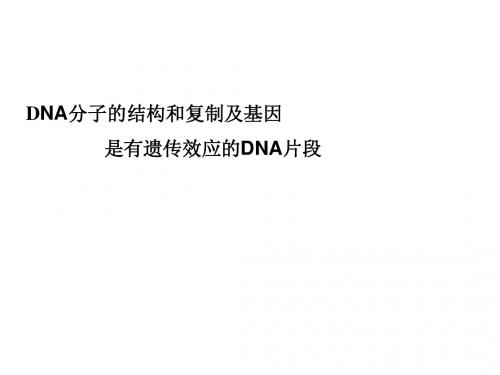 最新2015届高考生物一轮详细复习 DNA分子的结构和复制及基因是有遗传效应的DNA片段 课件 新人教版