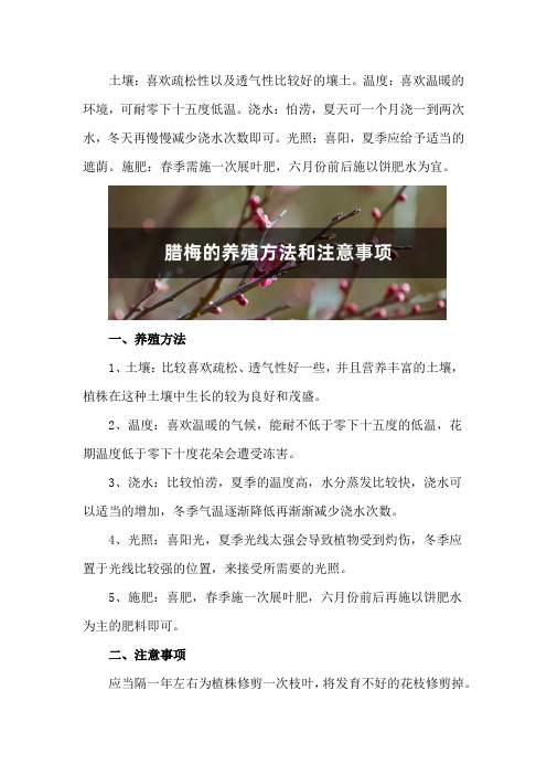 腊梅的养殖方法和注意事项