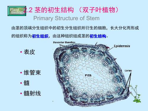 茎的初生结构 双子叶植物 ppt课件